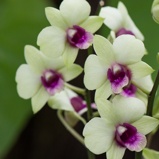 Dendrobium Orchid Plant Jade Junior - Seedling