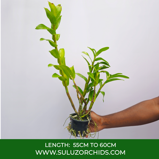 Dendrobium Orchid Jairak Dawn Exotic Plant