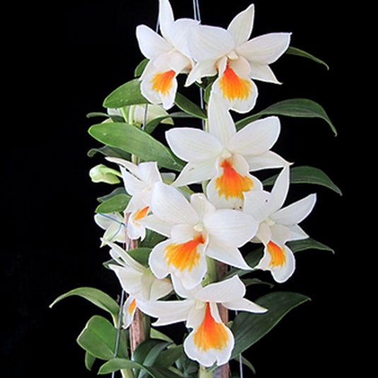 Dendrobium Exotic Orchid Plant Jairak Dawn 'Yellow Lip' Mature