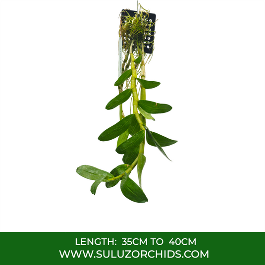 Dendrobium Orchid Jairak Moonlight Exotic Plant