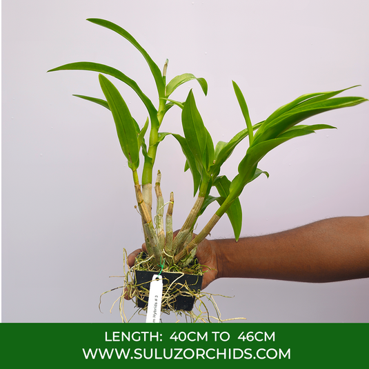 Dendrobium Orchid Jairak Passion Exotic Plant