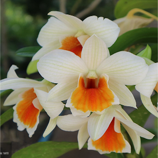 Dendrobium Orchid Jairak Wii Exotic Exotic Plant