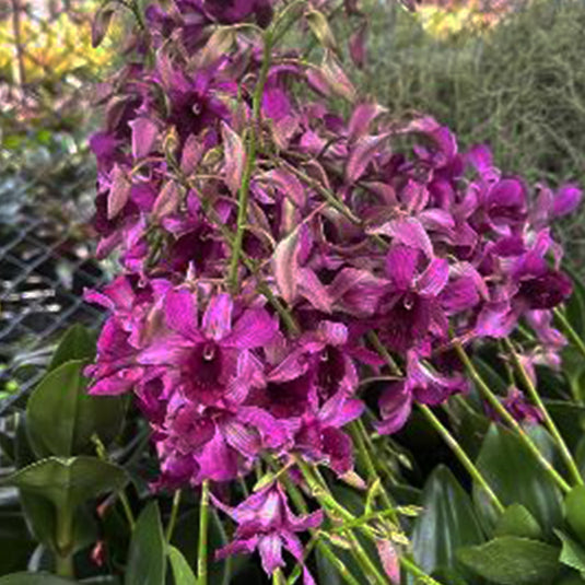 Dendrobium Orchid Judy Ruth Mature Bushy Plant - Ready To Flower