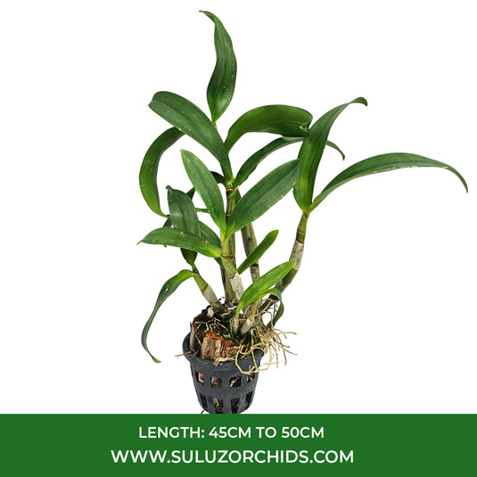 Purple Dendrobium orchid plant featuring bright purple blooms with contrasting throat.