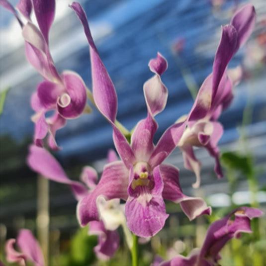 Dendrobium Orchid King Ceasar light purple flower bloom