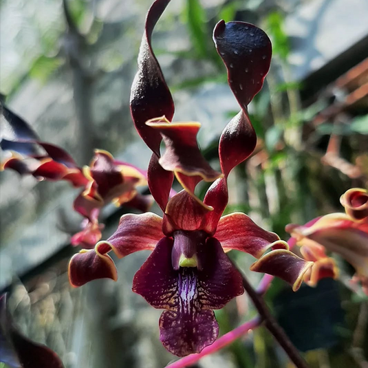 Dendrobium Orchid King Cobra x lasianthera #250- Seedling