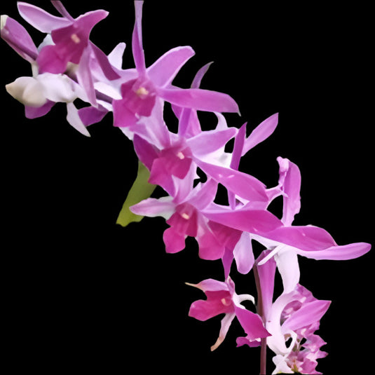 Dendrobium Orchid King Cobra x Warawan A-92 - Seedling