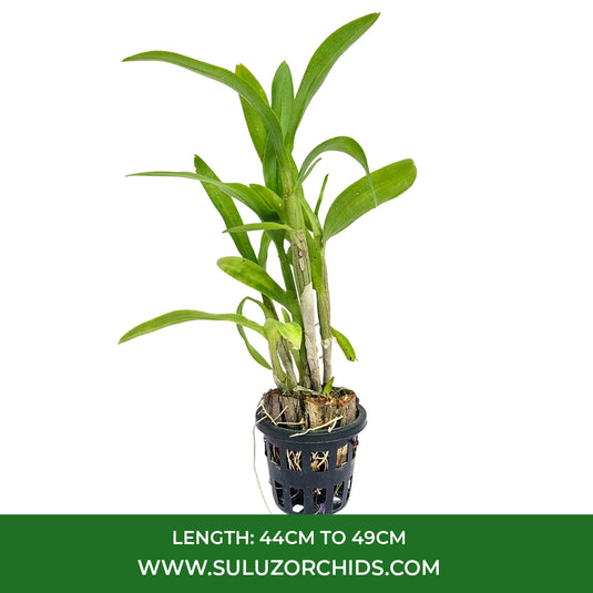 Purple Dendrobium orchid plant with vibrant purple and white blooms