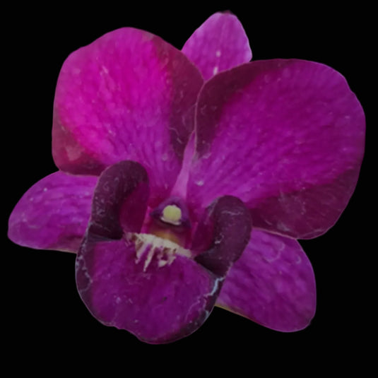 Dendrobium Orchid King Dragon #19 vibrant purple flower bloom