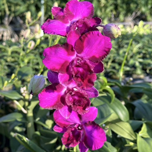 Dendrobium Orchid King Dragon #1 Mature Bushy Plant - Ready To Flower