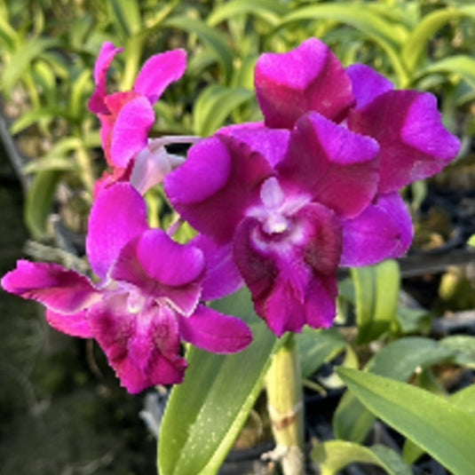 Dendrobium Orchid King Dragon #2 Mature Bushy Plant - Ready To Flower