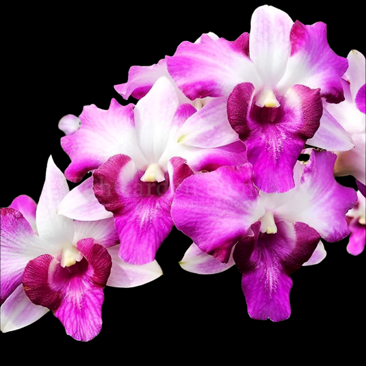 Dendrobium Orchid Plant King Dragon Fair - Seedling