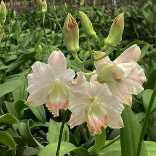 Dendrobium orchid King Dragon Peach with soft peach-colored flowers