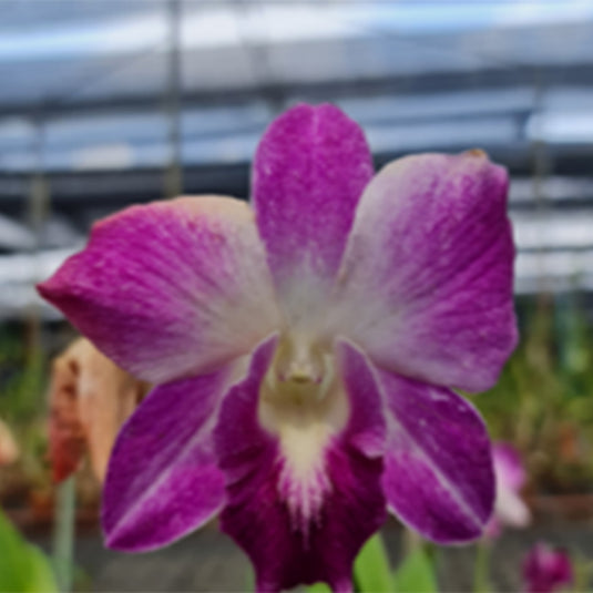 Elegant Purple Dendrobium orchid showcasing deep purple flowers in full bloom.