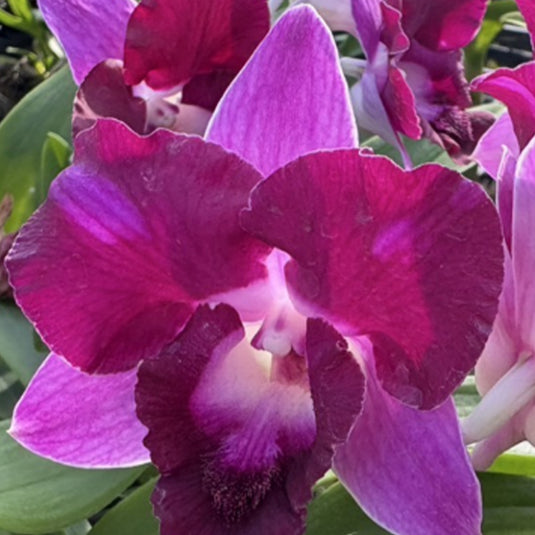 Vibrant Purple Dendrobium orchid showcasing clustered purple pink mix flowers