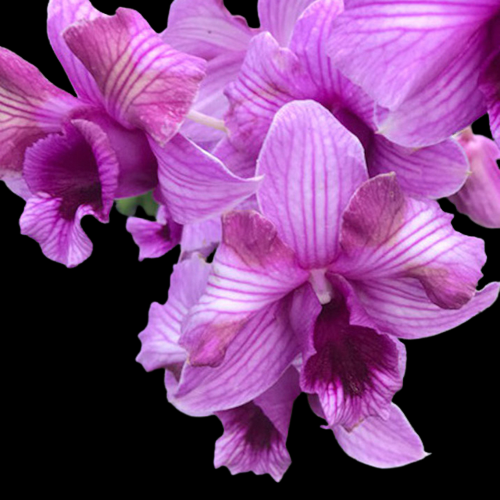 Dendrobium Orchid Plant King Dragon Stripe #331 - Seedling