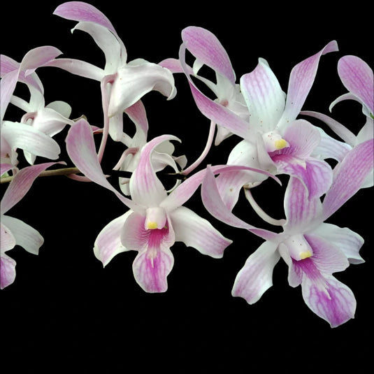 Dendrobium Orchid King Thanh Cong #134 - Seedling