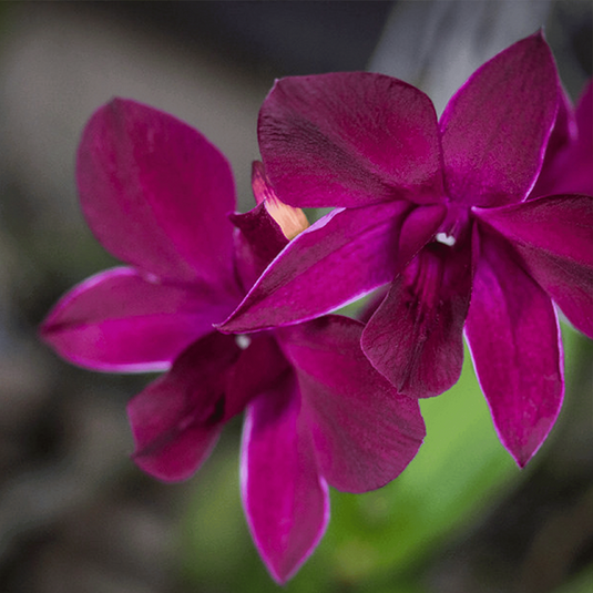 Purple Dendrobium orchid flower displaying rich purple color and soft texture.