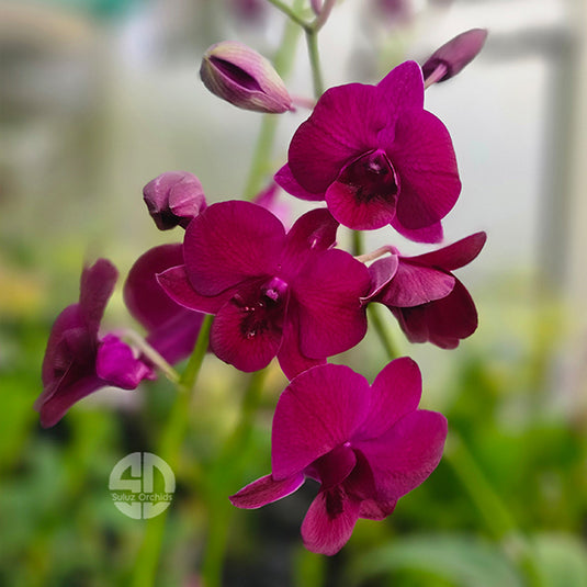 Dendrobium Orchid Ladda Red Mature