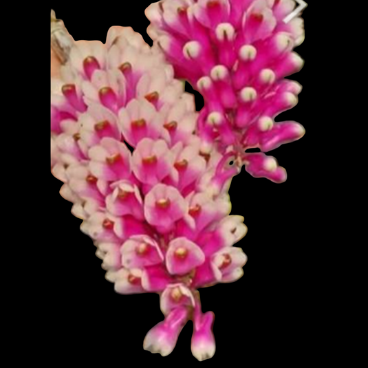 Dendrobium Orchid Lee Chang Yi Miriam Exotic Plant