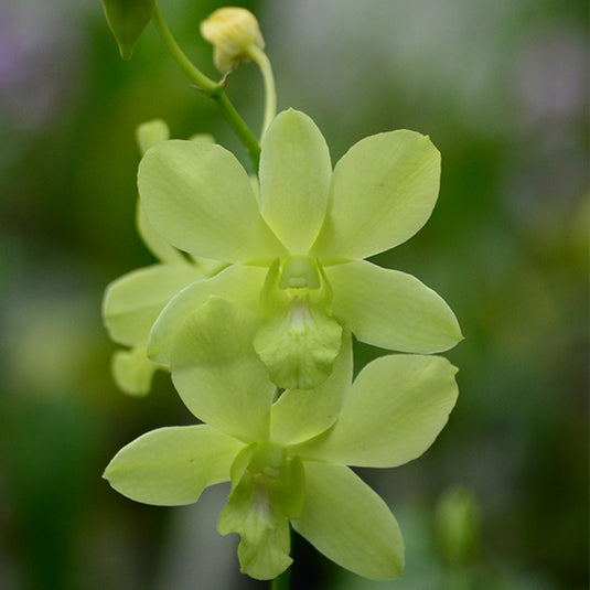 Dendrobium Orchid Lemon Green - Seedling