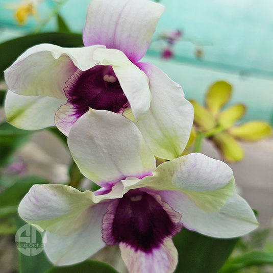 Dendrobium Orchid Liberty Mutate - Seedling
