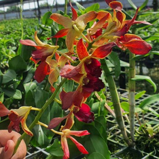 Elegant Red Dendrobium orchid showcasing rich red petals