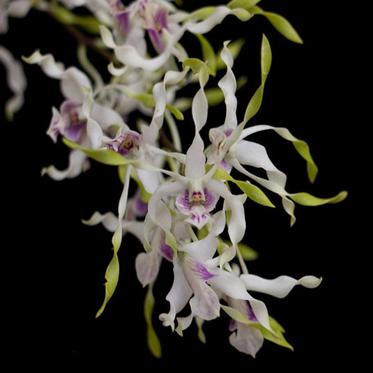 Dendrobium Orchid Lowana Mature Bushy Plant