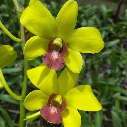 Blooming Yellow Dendrobium orchid featuring soft yellow flowers with red centers.
