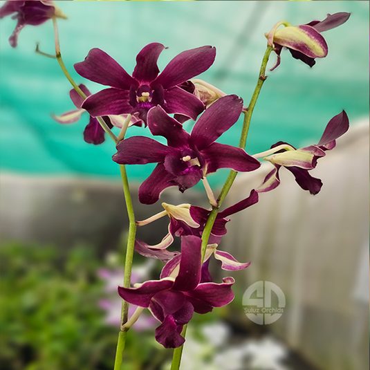 Dendrobium Orchid Mangosteen - Seedling
