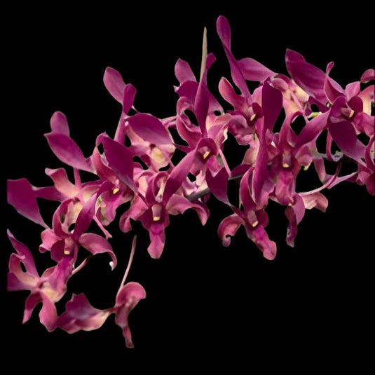 Maroon Dendrobium orchid showcasing Pink Maroon twisted petals and subtle detailing.