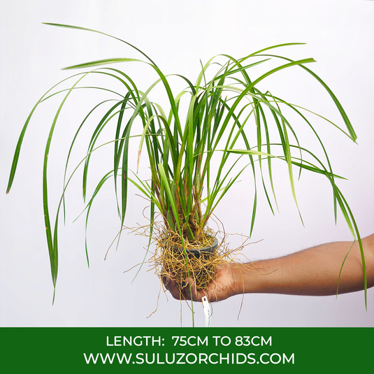 Dendrobium Orchid Maxillaria Tenuifolia Exiotic Plant