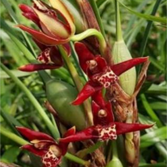 Dendrobium Orchid Maxillaria Tenuifolia Exiotic Plant