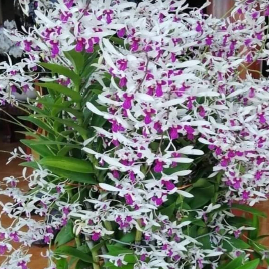 Dendrobium Orchid Meesangnil Var. Balieu  - Seedling