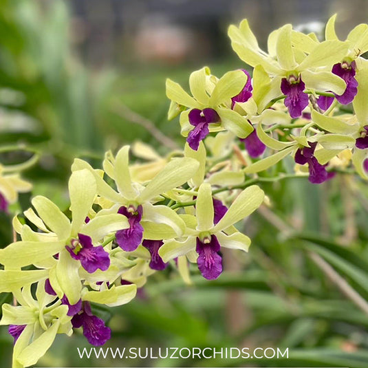 Dendrobium Orchid Plant Mini Green Wooleng - Seedling