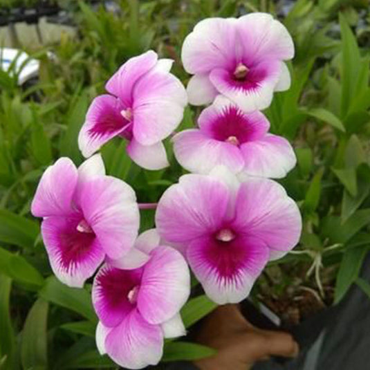 Dendrobium Orchid Plant Mini Kai Dao - Seedling