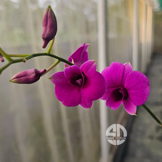 Dendrobium Orchid Mini Pink Mature