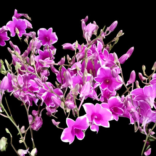 Dendrobium Orchid Plant Mini Yaya Red Splash - Seedling