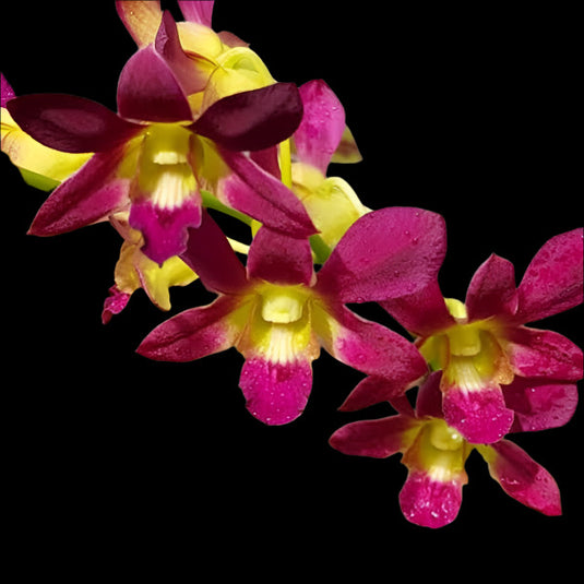 Dendrobium Orchid Plant Morning Sun - Seedling