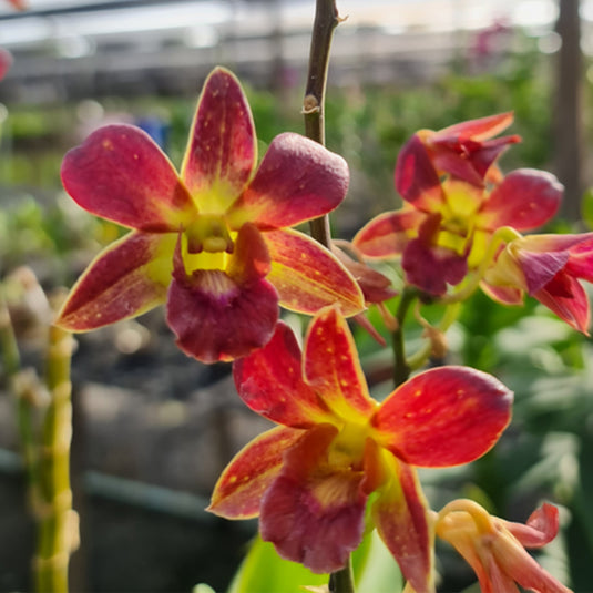 Dendrobium Orchid Plant Narulmol Fancy (Mini Brown)- Seedling