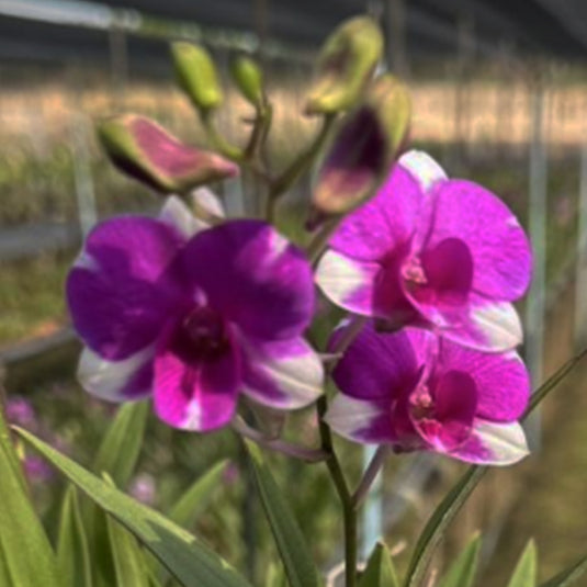 Pink-purple Dendrobium orchid bloom with blended rosy and violet tones.