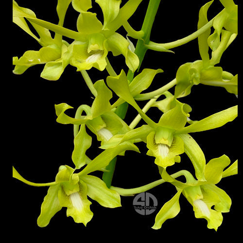 Yellow Dendrobium orchid flowers with deep yellow petals with white center and elegant form.