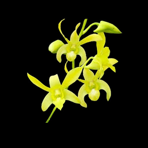 Dendrobium Orchid Plant Ceaser Green - Seedling