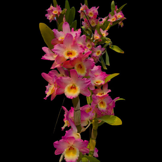 Regal pink Dendrobium orchid blossom with softy petals and elegant form.