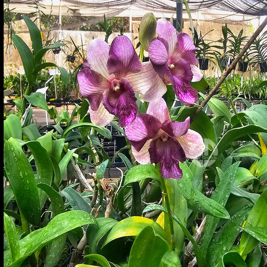 Dendrobium orchid Nopporn Star Bright #790 with bright white and purple star-shaped flowers
