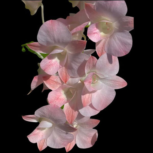 Peach Dendrobium orchid plant featuring fresh peach flowers with soft white throats.
