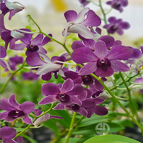 Dendrobium Airway Blue Orchid - Blue Angel - Medium Stage