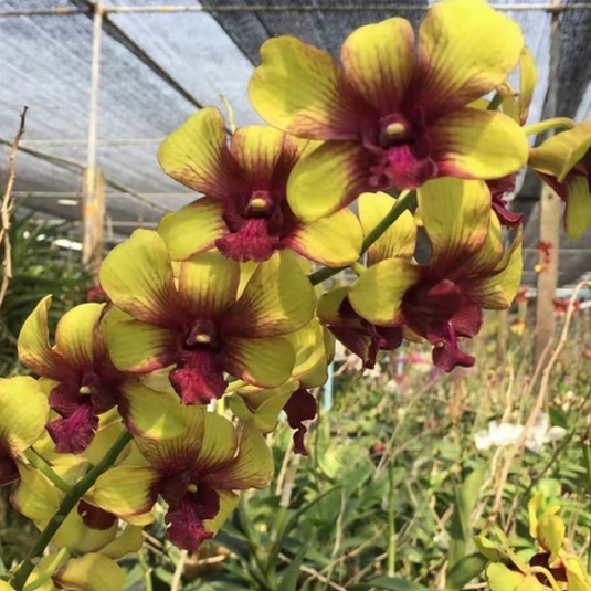 Dendrobium Orchid Plant (Anucha Flare x Burana Green) # 1472 - Seedling