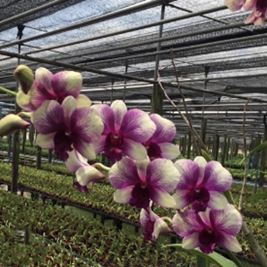 Dendrobium Orchid Anucha Flare x Burana Green #1560 pink flower with soft rounded petals.