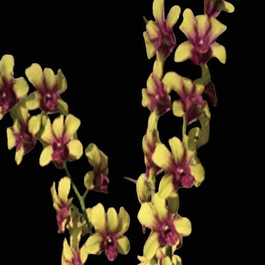 Dendrobium Orchid Plant (Anucha Flare x Burana Green) # 1573 - Seedling